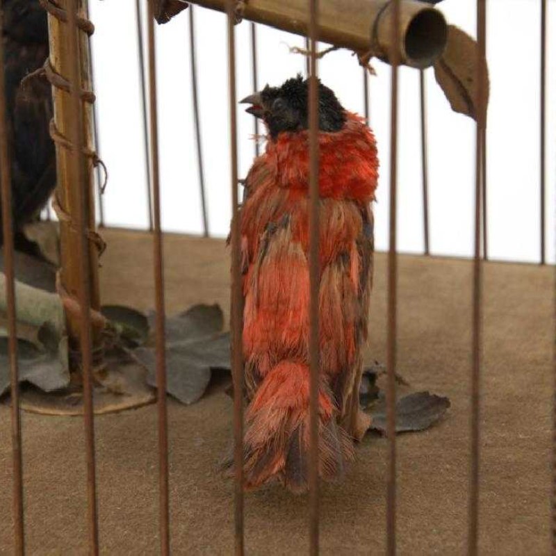 Triple automaton “Singing Birds” in a domed cage — 6