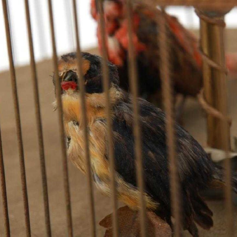 Triple automaton “Singing Birds” in a domed cage — 8