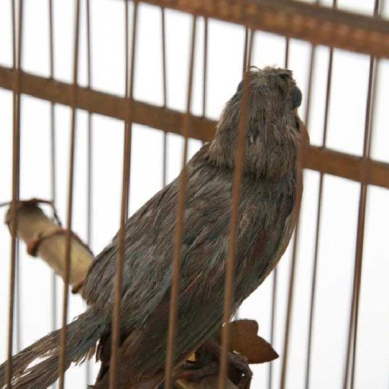 Triple automaton “Singing Birds” in a domed cage — 5