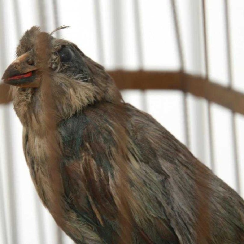 Triple automaton “Singing Birds” in a domed cage — 7