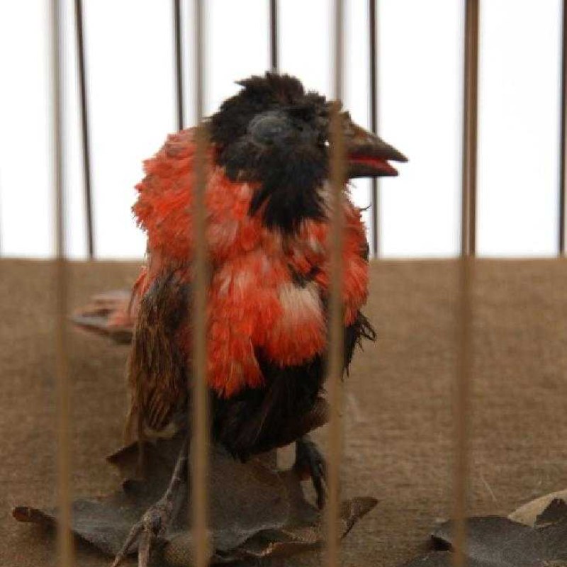 Triple automaton “Singing Birds” in a domed cage — 9
